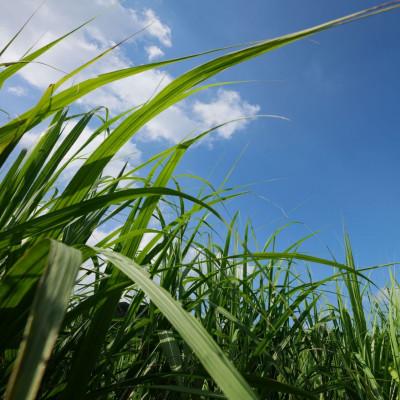 ふるさと納税 豊見城市 【ウージ染め】麻ポーチ |  | 03