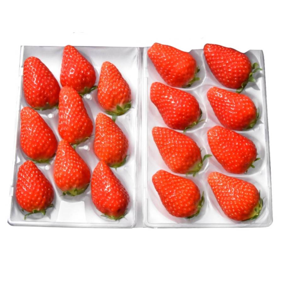 ＜嵯峨根農園＞京都産苺「章姫」240gx2（計480g）　