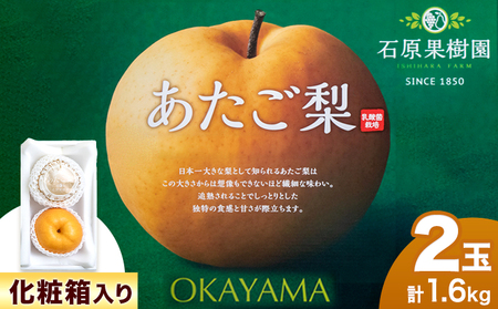 梨 なし 先行予約 あたご 梨 約800g x 2玉 計約1.6kg 化粧箱 石原果樹園 《2024年11月下旬-12月下旬頃より発送予定》岡山県 浅口市 フルーツ 果物 ギフト 贈り物 国産 岡山県