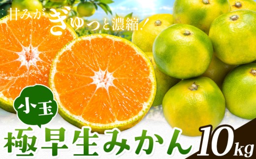 みかん 小玉 極早生みかん 10kg《10月上旬-10月末頃出荷》和歌山県 日高川町 果物 フルーツ 柑橘類 みかん お取り寄せ