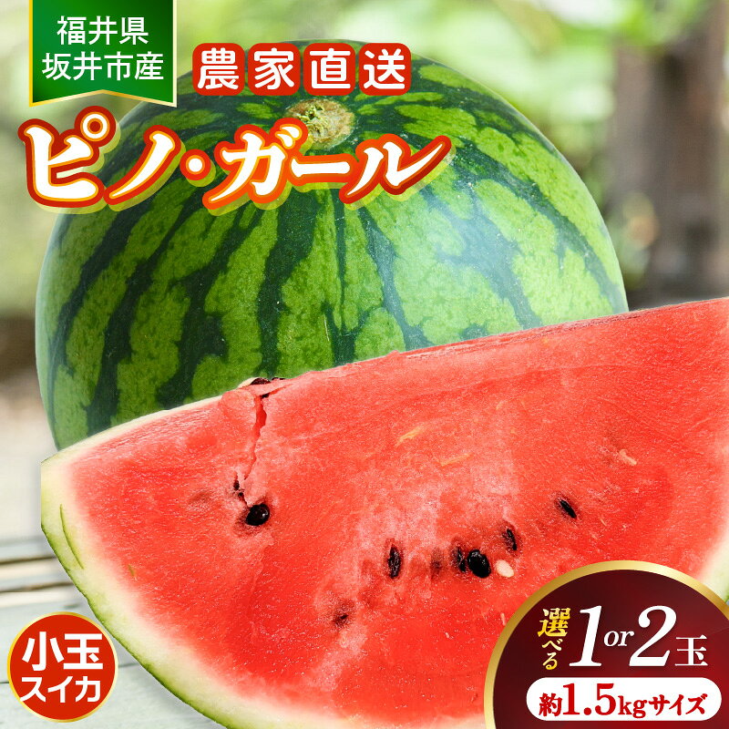 【ふるさと納税】【先行予約】福井県坂井市産小玉スイカ ピノ・ガール農家直送 砂丘地栽培 約1.5kgサイズ 【選べる個数：1玉/2玉】【2027年7月中旬以降順次発送予定】