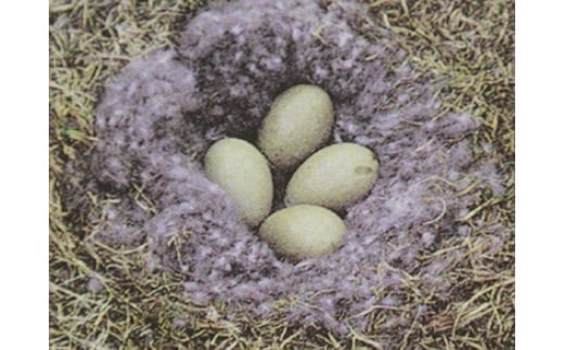 
            羽毛合掛ふとんSL アイスランドアイダーダウン95% 0.6kg【 布団 ふとん 羽毛 掛け布団 寝具 】BL15
          