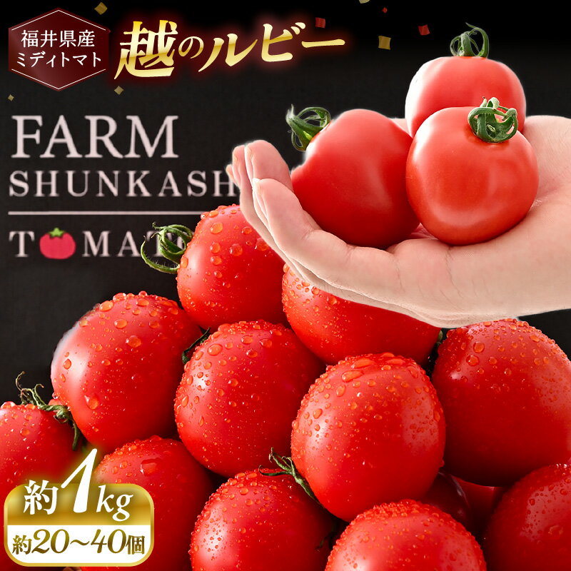 【ふるさと納税】【先行予約】 福井県坂井市産 ミディトマト 越のルビー 1kg (約20～40個) 農家直送 【2026年10月中旬以降順次発送予定】 とまと トマト ミディトマト ブランド品種 野菜 生野菜 美容 健康 新鮮 産地直送 国産