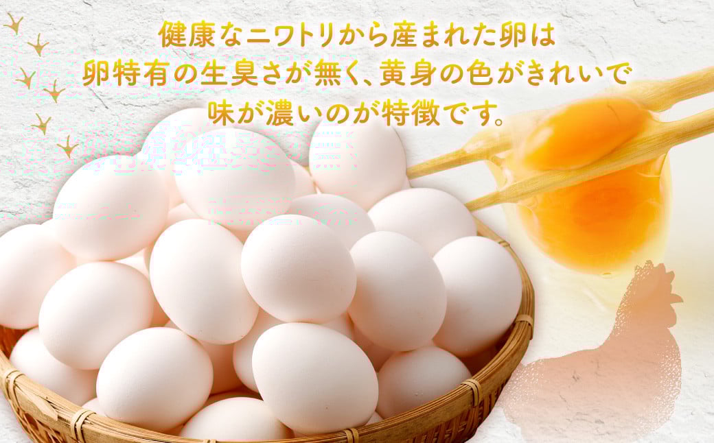 【2026年1月発送】電子たまご（白玉） 30個 卵 たまご 白玉 ZS-534-1