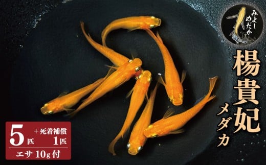 めだか 楊貴妃 5匹 死着補償 +1匹 エサ付き 楊貴妃メダカ 魚 生体 観賞用 ペット 観賞魚 かわいい 母の日 父の日 プレゼント ギフト 贈り物 贈答 徳島県 三好市 みよしめだか