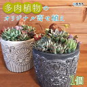 【ふるさと納税】＜多肉植物のオリジナル寄せ植え (約10種類)＞※1ヵ月以内に順次出荷します。鉢植え インテリア ガーデニング おしゃれ グリーン 観葉植物 one.JACK 送料無料 無くなり次第終了 愛媛県 西予市 【常温】