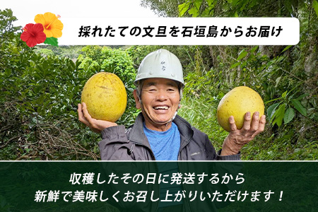 文旦（２～４個）農薬を使わず、森のような畑で栽培する特別な果物 ＜10月～3月順次発送＞OI-19-2