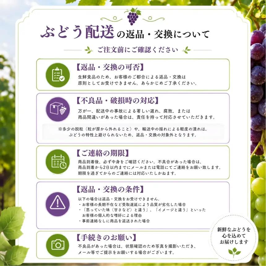【先行予約】【数量限定】宮内果樹観光園のニュー巨峰 約1kg ぶどう 2～3房 | フルーツ くだもの 巨峰 ニュー巨峰 大分県 中津市
