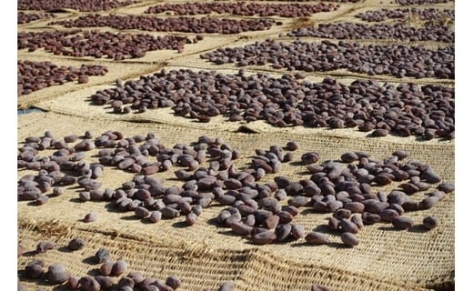 冬風にあてるころ柿