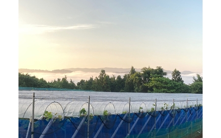 2026年先行予約 ご贈答用 Lino＆Kai Farmのシャインマスカット 1房 （約700～800g） 化粧箱入り ぶどう 岡山 真庭市 シャインマスカット 高級 ギフト 【linokai009-
