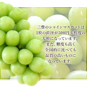 期間限定 瀬戸内シャインマスカット ご家庭用 2房(約1.1kg) フルーツ ふるーつ 果物 くだもの 三豊市【配送不可地域：北海道・沖縄県・離島】_M02-0070-2