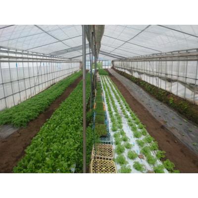 ふるさと納税 高山村 信州高山村産フレッシュハーブの詰め合わせセット(3〜6種類) |  | 02