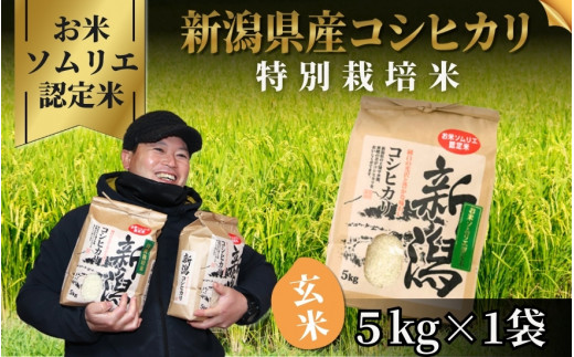 【先行予約】令和8年産 コシヒカリ 特別栽培米 玄米 5kg（5kg×1袋）お米ソムリエのお米 五泉市四ヶ村産 | 新潟産コシヒカリ 新潟県産コシヒカリ 新潟県産こしひかり 米 お米 こしひかり 玄米 ブランド米 新潟県 五泉市 エバーグリーン農場