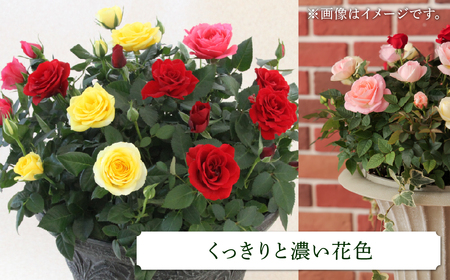 産地直送 ミニバラ トロフィーカップ（小） くっきり（濃いMIX） [11月～4月 お届け] 品種 おまかせ のため 訳あり 訳アリ 四季咲き ミニバラ 花 ガーデニング 生産量 日本一 天皇杯 鉢植