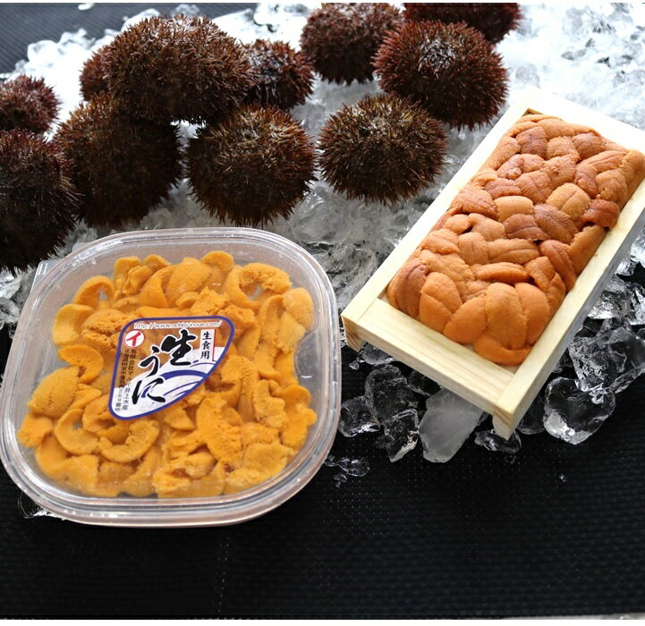 【ふるさと納税】エゾバフンウニ 100g × 1 折・塩水パック 100g × 1P [2026年3月中旬以降発送] うに ウニ 雲丹 バフンウニ エゾバフンうに えぞばふんうに 蝦夷バウンウニ 蝦夷ばふんうに ウニ丼 うに丼 雲丹丼 刺身 グルメ 海鮮 北海道 根室市 F-71002