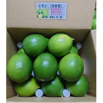 【ふるさと納税】レモン　1.5kg(8個～15個)【1682695】