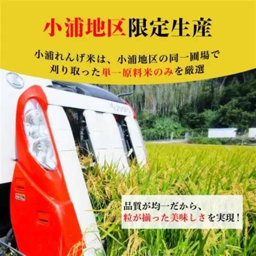 【令和8年産 新米】小浦れんげ米(にじのきらめき) 無洗米 10kg【1779269】