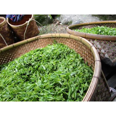 ふるさと納税 川根本町 生粋川根茶(3)澤本園の「八十八夜摘」7g一煎パック×16個 |  | 03
