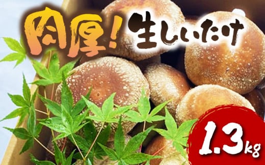 肉厚しいたけ 1.3kg 生椎茸 国産 シイタケ どんこ きのこ 野菜 キノコ しいたけ 生しいたけ 茸 椎茸  静岡県 藤枝市 ( 人気椎茸 ふるさと納税椎茸 ふるさと椎茸 furusato椎茸 おすすめ椎茸 送料無料椎茸 静岡県 藤枝市 )
