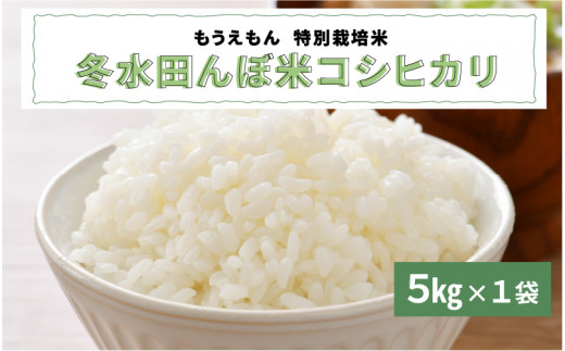 【令和7年産】冬水田んぼ米コシヒカリ（5kg × 1袋）真空パック [C-08206】 / こしひかり コシヒカリ 新米 コメ  特別栽培米 5kg 低農薬 化学肥料不使用 福井県 鯖江市