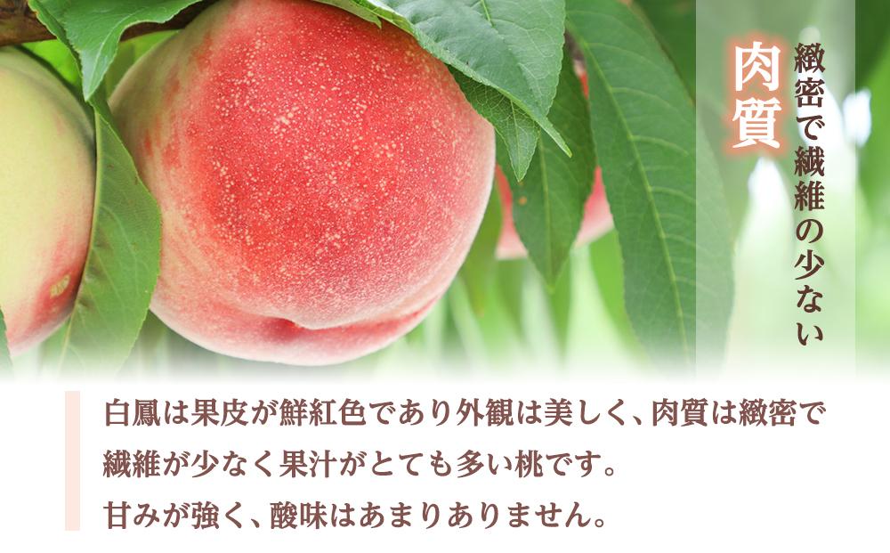 和歌山県産 白鳳 桃 5～8玉入り 秀品 先行予約【2025年6月下旬以降発送】【MG6】