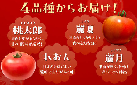 【先行予約】訳あり大玉トマト 4kg / 恵那市 / クリエイティブファーマーズ [AUAH016]