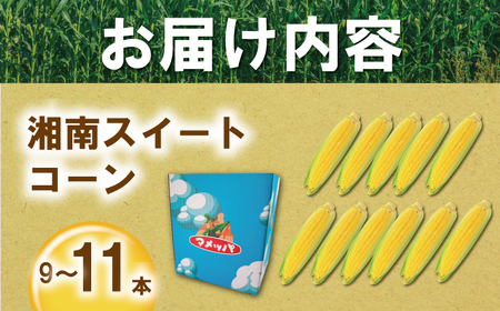 【2025年6月発送】湘南スイートコーン 3kg とうもろこし トウモロコシ 採れたて 国産 野菜 藤沢市 神奈川