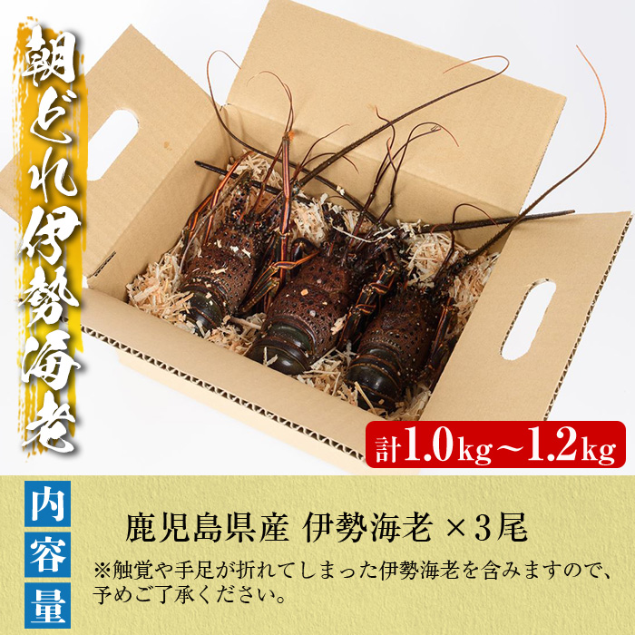 ＜2025年9月中旬以降順次発送予定＞期間・数量限定！鹿児島県産 伊勢海老(3尾・計1.0～1.2kg) 国産 鹿児島県産 海老 えび エビ 伊勢海老 刺身 海鮮 海の幸 海産物【福美丸水産】akn0