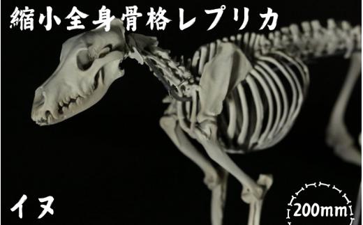 【イヌ 】 縮小 全身骨格レプリカ    /    レプリカ 標本 コレクション プラモデル 動物標本 頭骨レプリカ 犬  フィギュア インテリア 模型 動物 博物館 骨格 頭蓋骨 ミニチュア 3Dプリント 【anf003】
