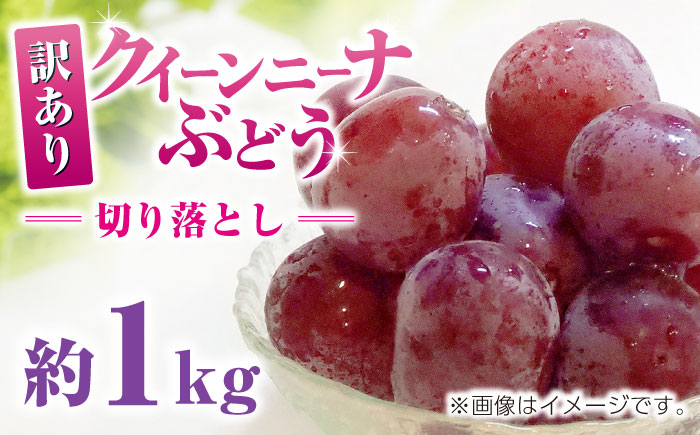 【先行予約】訳あり クイーンニーナ ぶどう 切り落とし 約1kg  【合同会社 社方園】果物 赤ぶどう 熊本 ぶどう [ZBZ008]