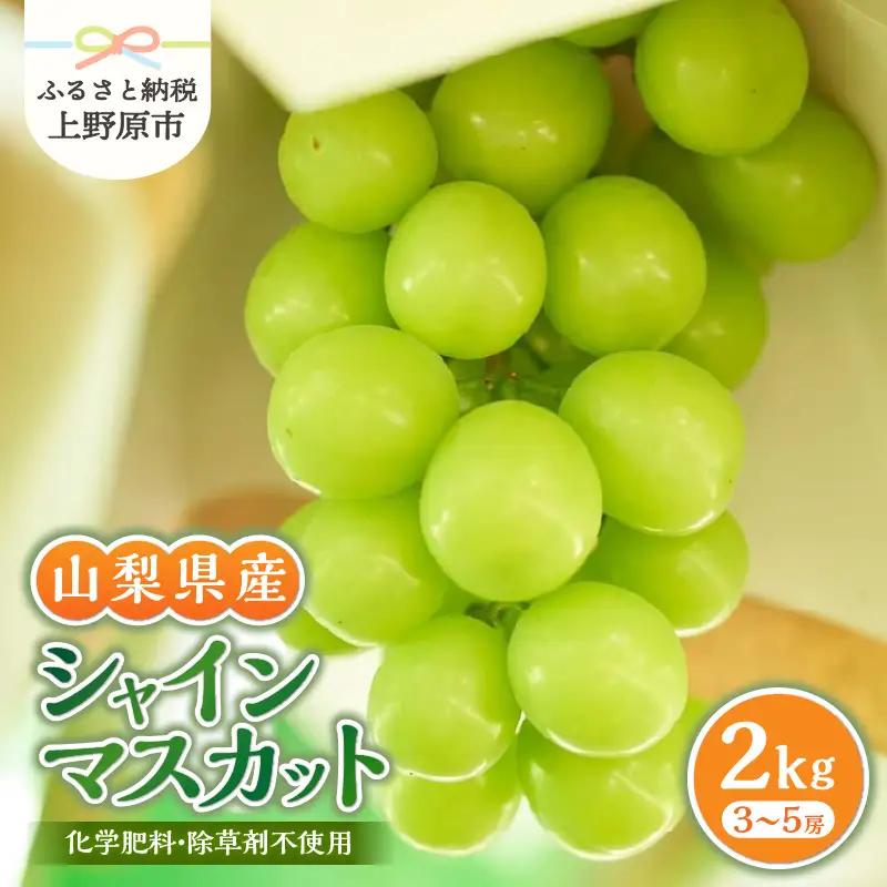 山梨県産シャインマスカット 2kg（3～5房）【化学肥料、除草剤不使用】ぶどう 葡萄 フルーツ 果物 農園直送