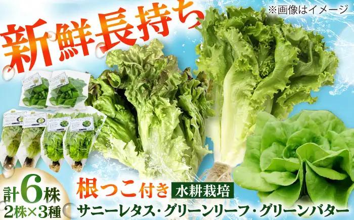 水耕栽培野菜 2株×3種（サニーレタス/グリーンリーフ/グリーンバター）[BGBT004]野菜