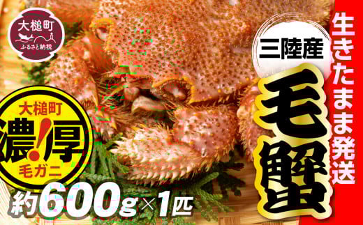 【令和8年発送】三陸産！活毛ガニ 600g×1杯【2026年2月〜4月発送】【配送日指定不可】【0tsuchi01041】【08】