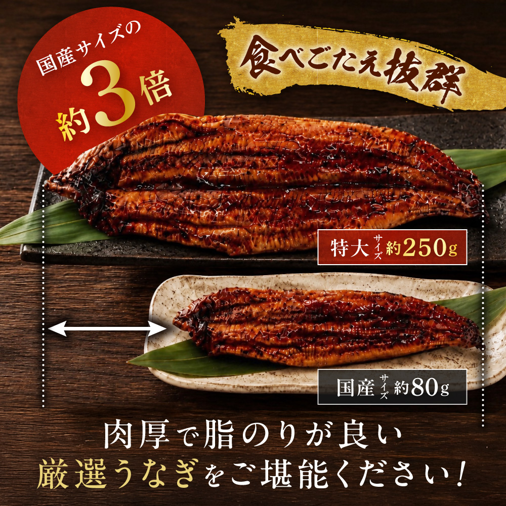 数量限定！地域応援企画！うなぎ蒲焼き4尾セット【魚住商店】_HA1494 特上 鰻 ウナギ 人気 特大 炭火 うなぎの蒲焼 丑の日 土用 真空 福岡県宗像市 宗像市 福岡 宗像