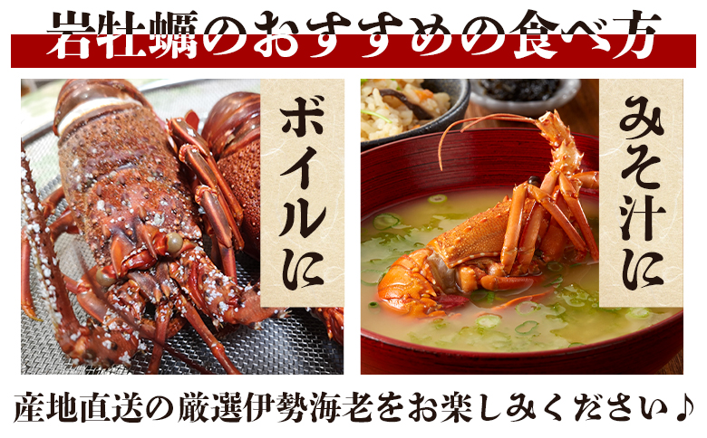 バーベキューセット(伊勢海老・岩ガキ) 2~3人前 冷凍 eb-0015