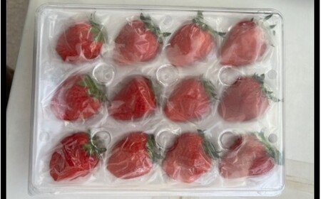 完熟朝どれいちご（よつぼし）【kmng0031】