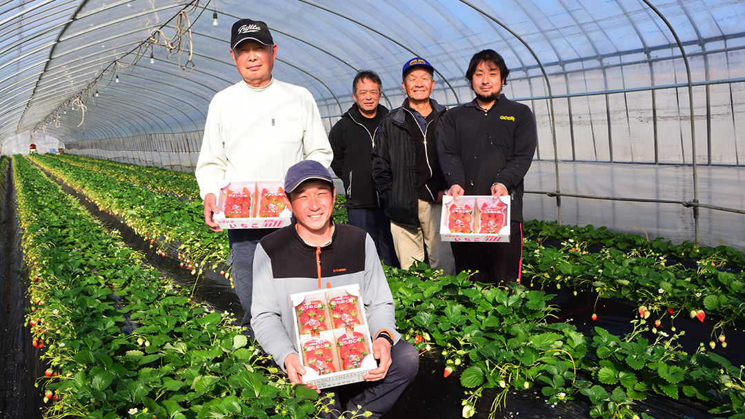 完熟 とちおとめ 4パック 先行予約 大粒 イチゴ 苺 いちご フルーツ 果物 [AF057ci]