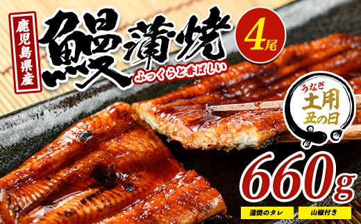 【丑の日に合わせてお届け！】鹿児島県産鰻の蒲焼(無頭背開き)約165g×4尾(山中水産/IB022-002u) うなぎ 国産 鹿児島 蒲焼 丑の日 丑 土用丑の日