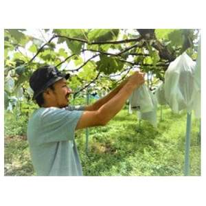 新鮮・朝採り後即出荷!岡山県　吉備高原産シャインマスカット　2kg (3～4房入り)贈答品【1700915】