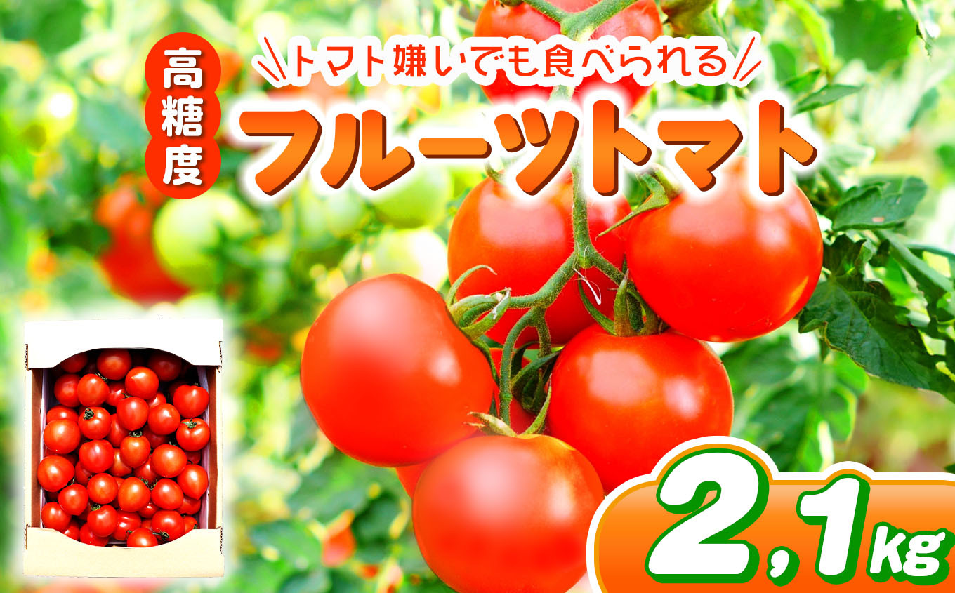 
            フルーツトマト 約2.1㎏| 野菜 トマト フルーツトマト 中玉トマト 大容量 とまと 鈴木農園 鈴木メロン園 千葉 君津 きみつ
          