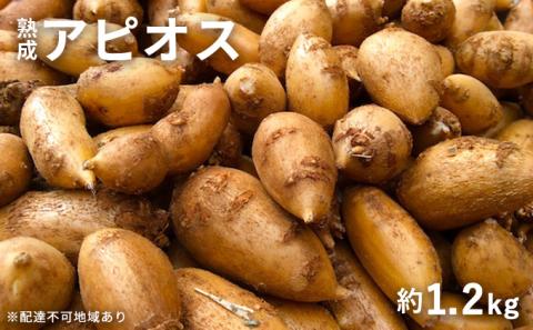 【錦町 産】インディアンのスタミナ源！桑原農園の熟成アピオス約1.2kg【配送不可：離島】