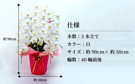 胡蝶蘭 白 3本立て | 祝花 プレゼント 国分寺洋蘭園