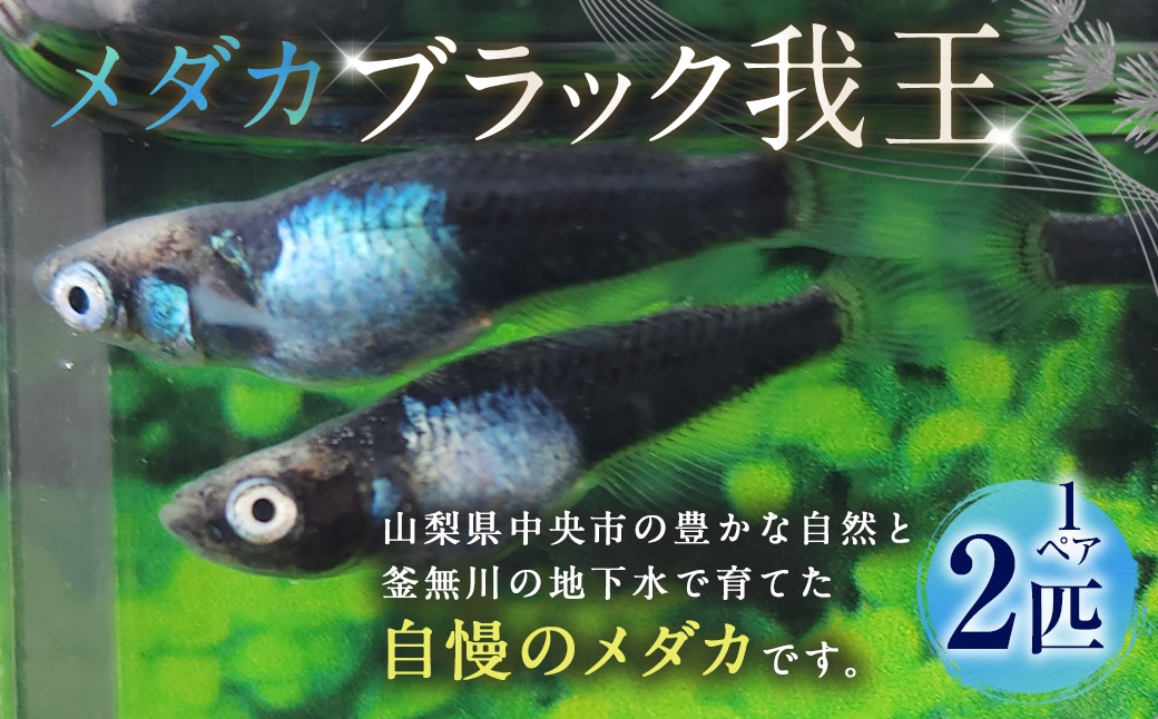 
                  メダカ 【 ブラック我王 】 1ペア 2匹 めだか 愛好家 魚 さかな インテリア 鑑賞 育成 飼育 淡水魚 川魚 生き物 生物 初心者
                