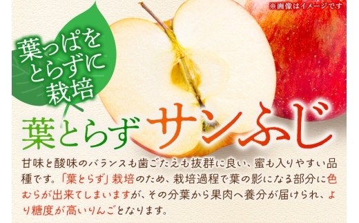 【27年1月～発送】りんご 葉とらずサンふじ【特選】約3kg 8～12玉程度【糖度13度以上】津軽農園 先行受付 青森県 弘前市 果物 フルーツ 林檎 リンゴ くだもの ギフト 贈り物 [先行予約 産