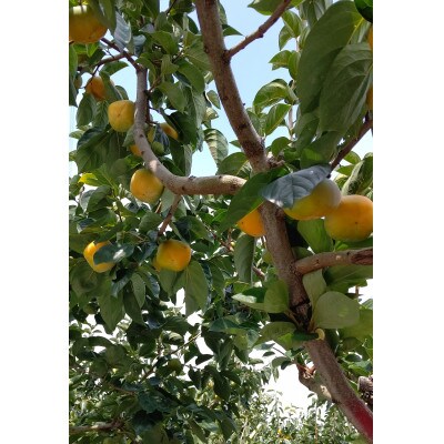 【家庭用】平種無柿　約7.5kg(M～Lサイズ)32個～38個入り