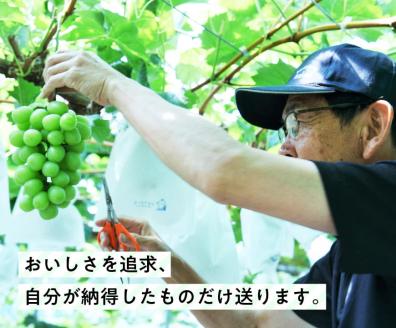 宮崎県産 シャインマスカットと旬のぶどう詰め合わせ 1.3kg【先行予約 フルーツ 先行受付 ブドウ 期間限定 葡萄 数量限定 九州産 宮崎県産 川南町産】[B04702]