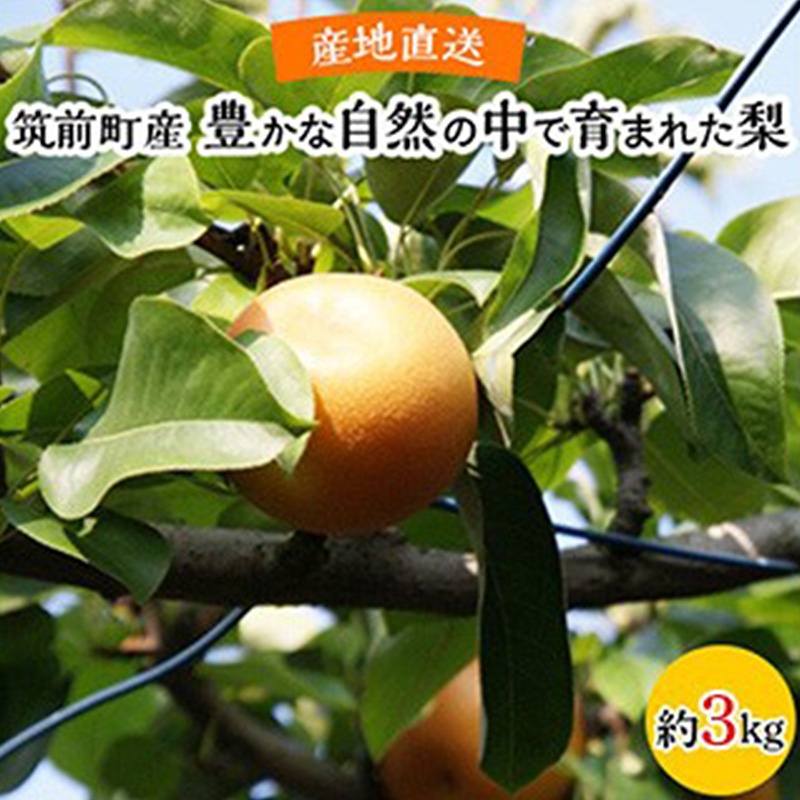 【産地直送】筑前町の豊かな自然の中で育まれた梨 約3kg(5玉～9玉)【梨 なし ナシ 幸水 豊水 秋月 甘太 新高 王秋 愛宕 果物 くだもの 果実 フルーツ 新鮮 フレッシュ 旬 筑前町産 食品 
