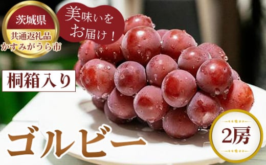 【先行予約】ゴルビー　桐箱入り2房【茨城県共通返礼品 かすみがうら市】 ／ 旬 新鮮 葡萄 ブドウ 果物 フルーツ 茨城県 特産品 No.374