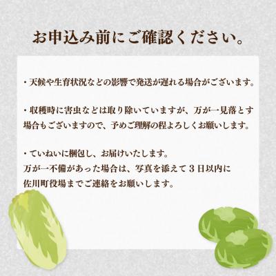 ふるさと納税 佐川町 <2026年12月〜お届け>事前受付中 佐川町産 白菜1玉(約2.5kg) キャベツ2玉(約2kg) |  | 03