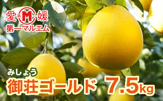 
先行予約 第一マルエムの御荘ゴールド（愛南町産の河内晩柑）7.5kg 柑橘 フルーツ 愛媛みかん ポンカン 文旦 河内晩柑 温州みかん ブラッド オレンジ ネーブル せとか なつみ 蜜柑 みかん 檸檬 果物 果実 ジューシー 数量限定 さっぱり 愛媛県 愛南町
